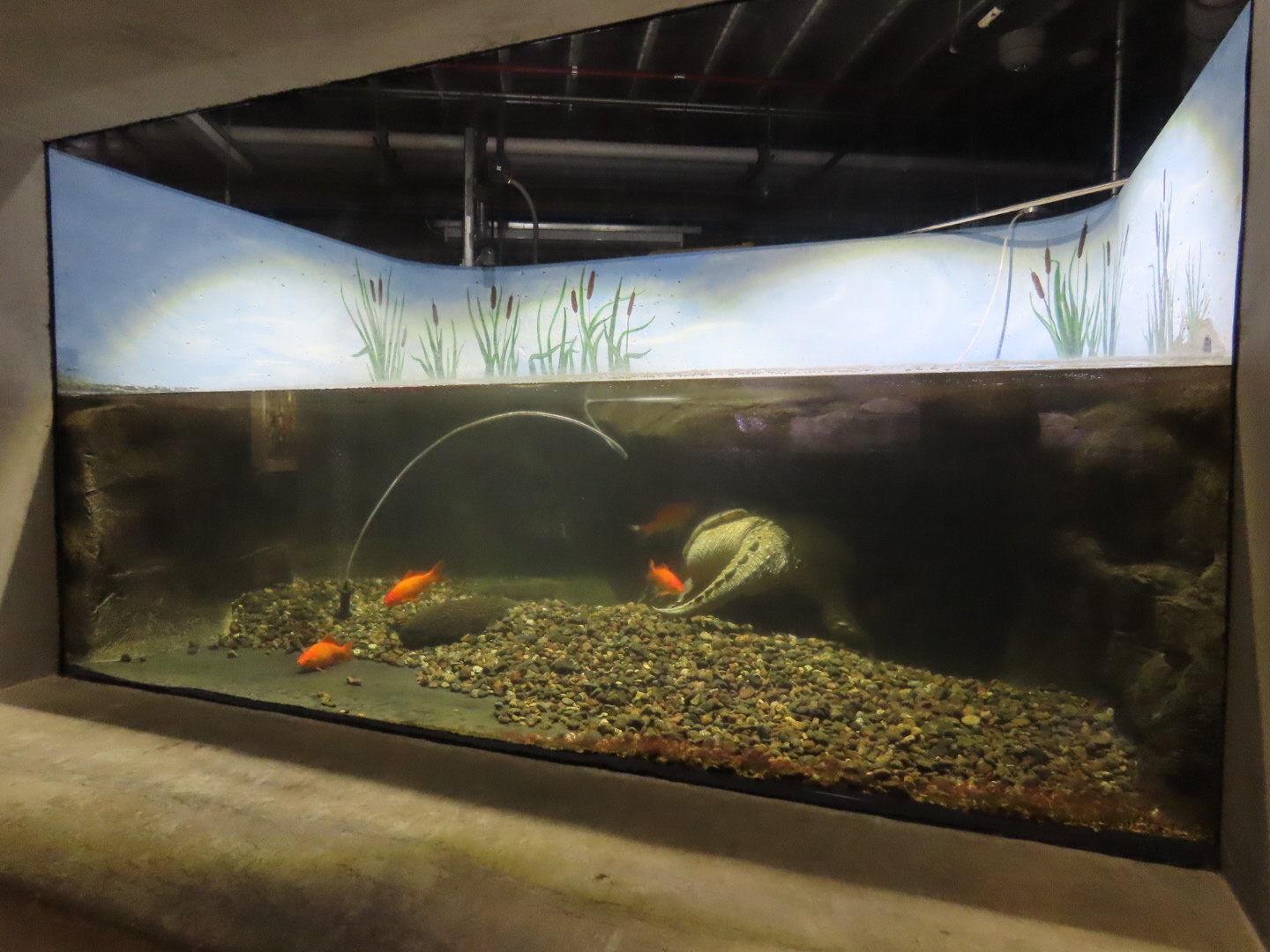 Common Snapping Turtle Tank