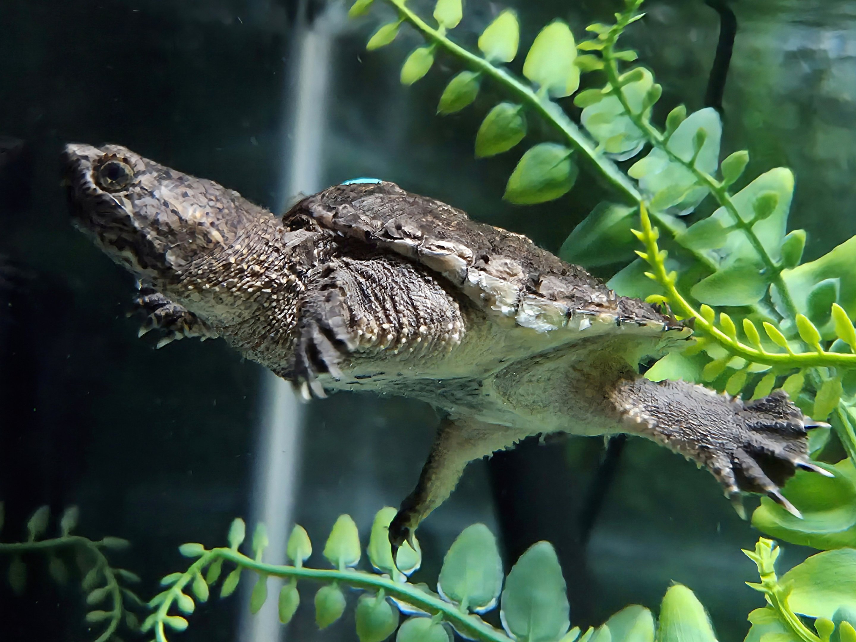 Common Snapping Turtle - Western North Carolina Nature Center