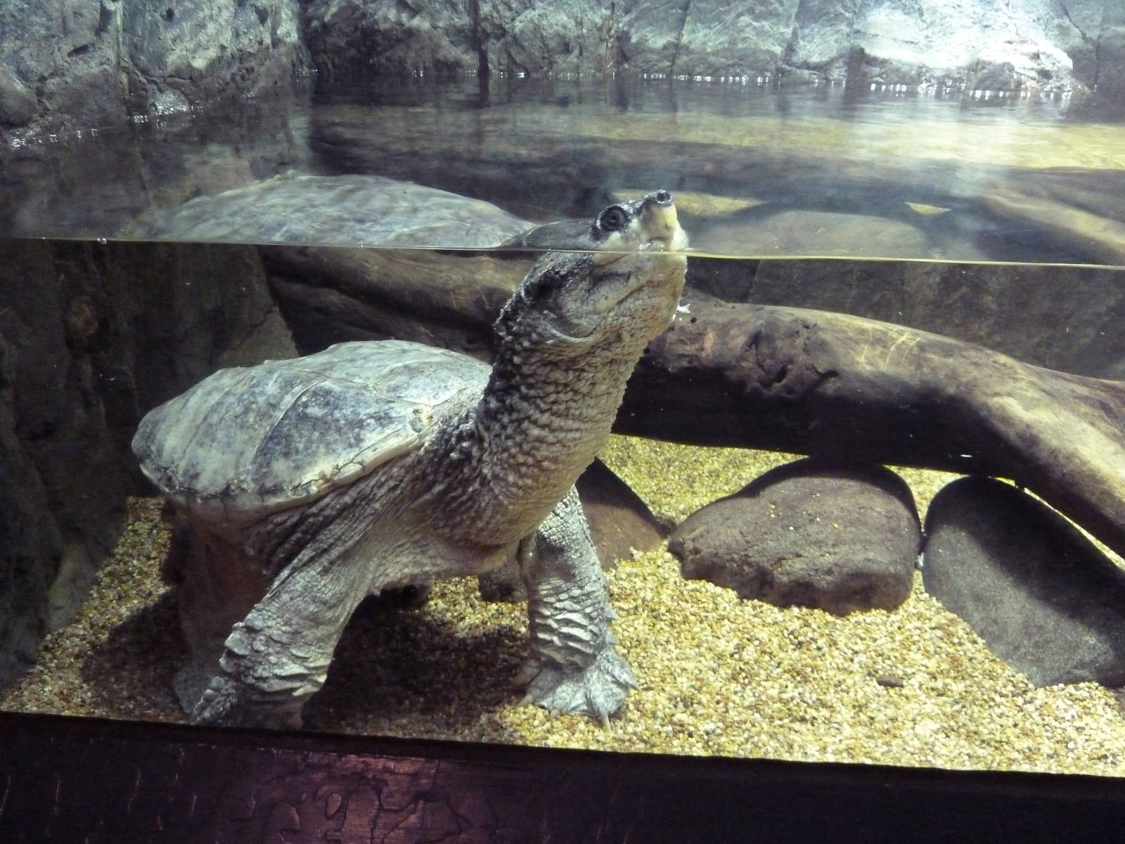 Common Snapping Turtle