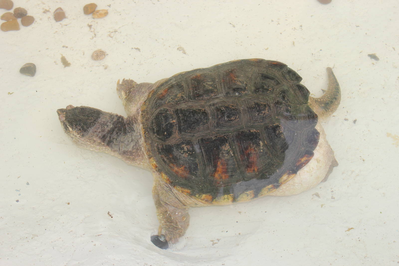Common snapping turtle