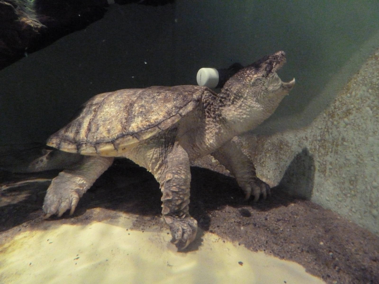 Common Snapping Turtle