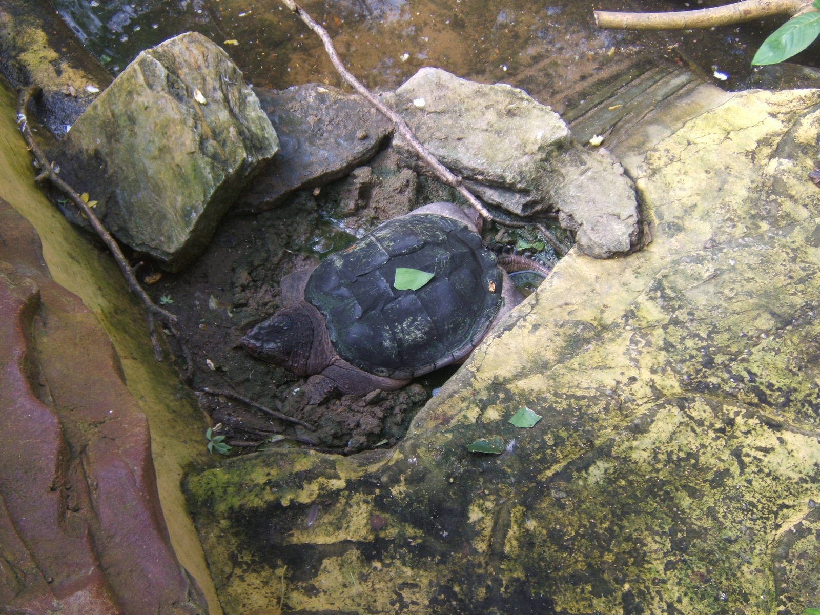 Common Snapping Turtle