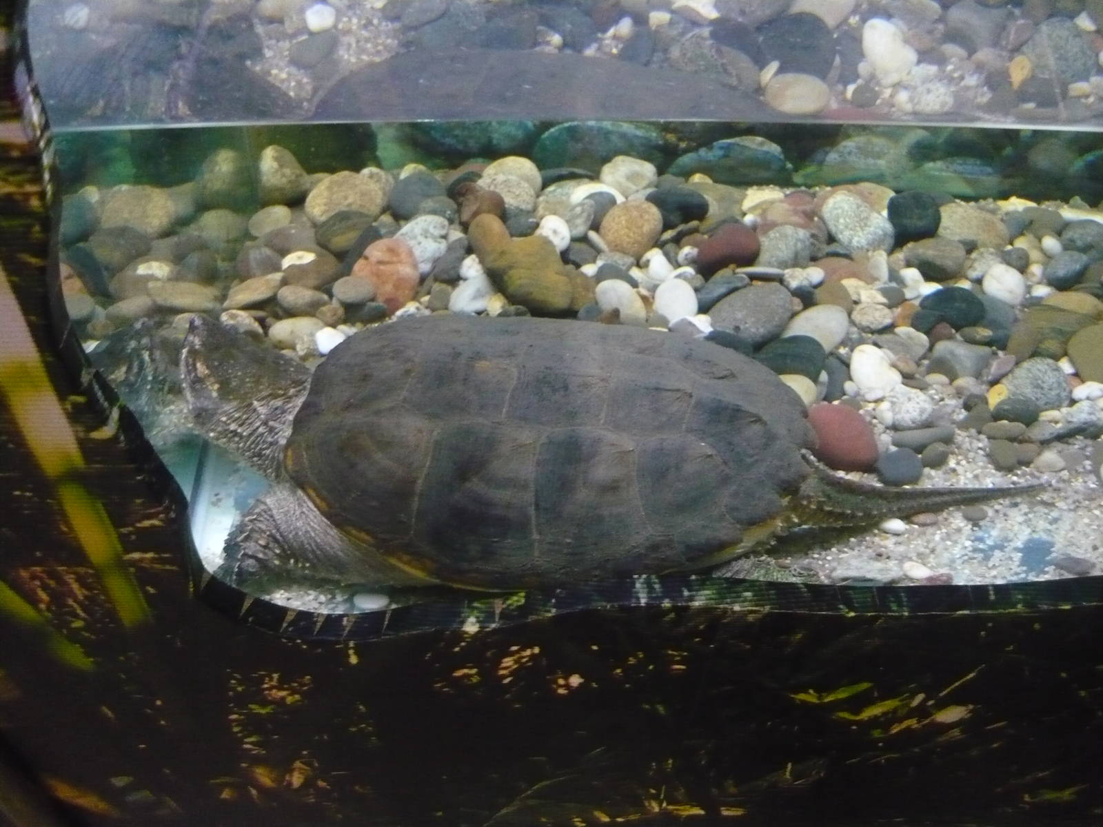 Common snapping turtle
