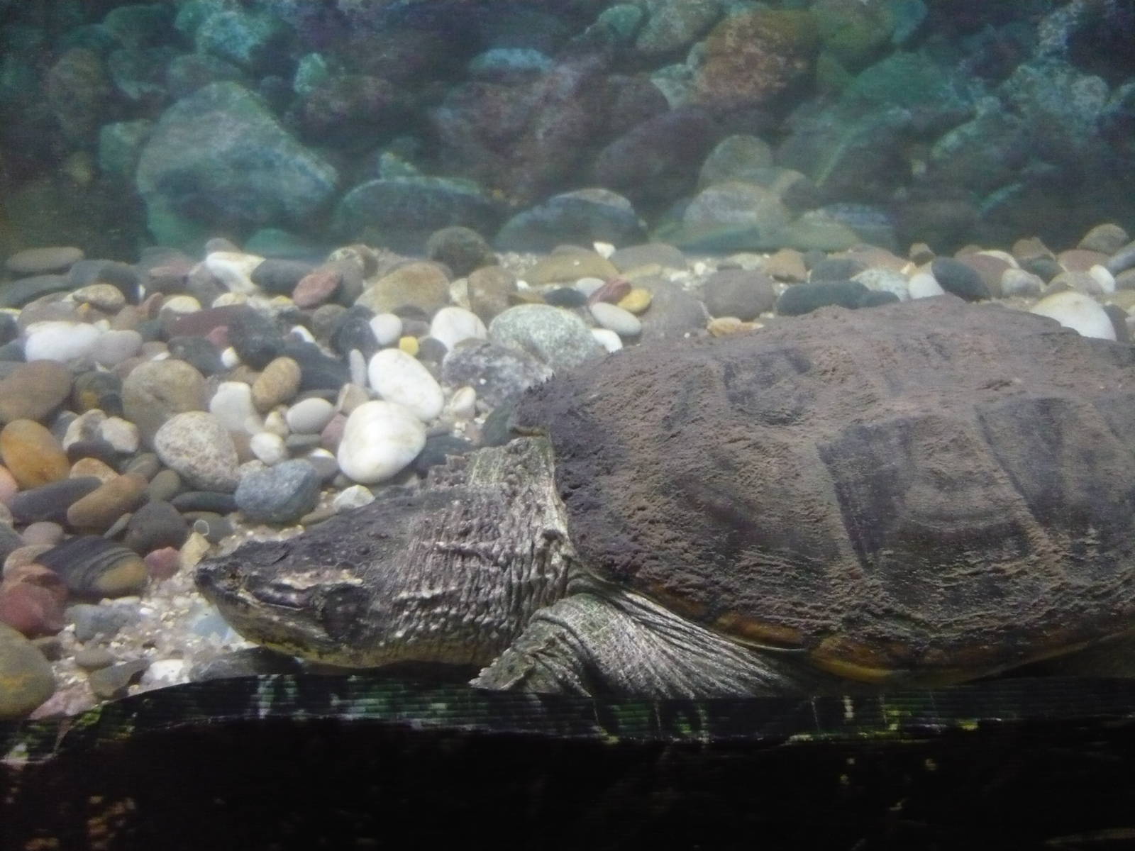 Common snapping turtle