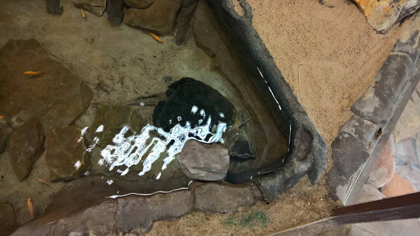 Common snapping turtle