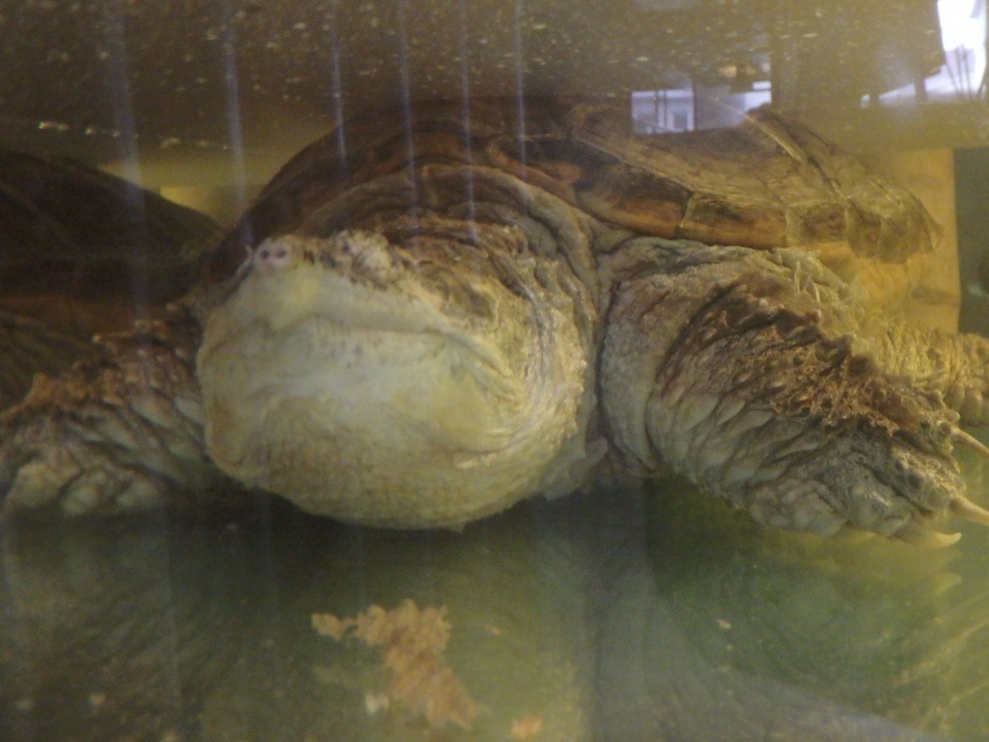 Common snapping turtle