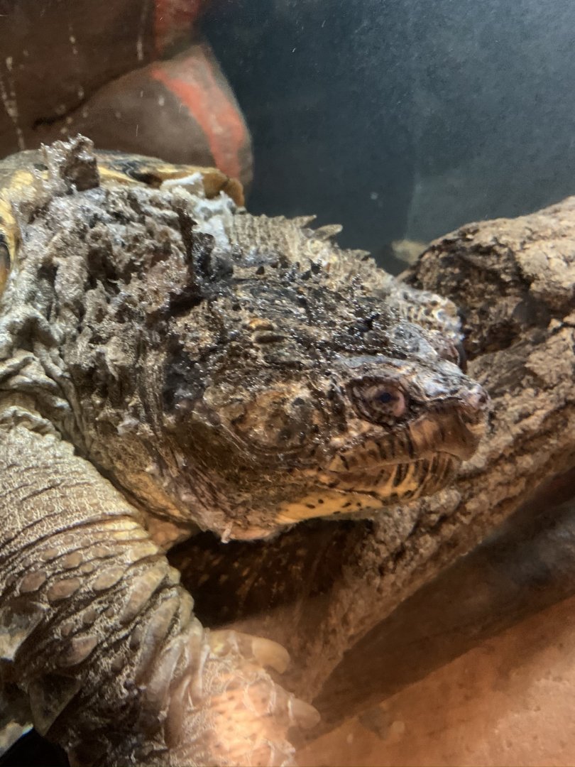 common snapping turtle