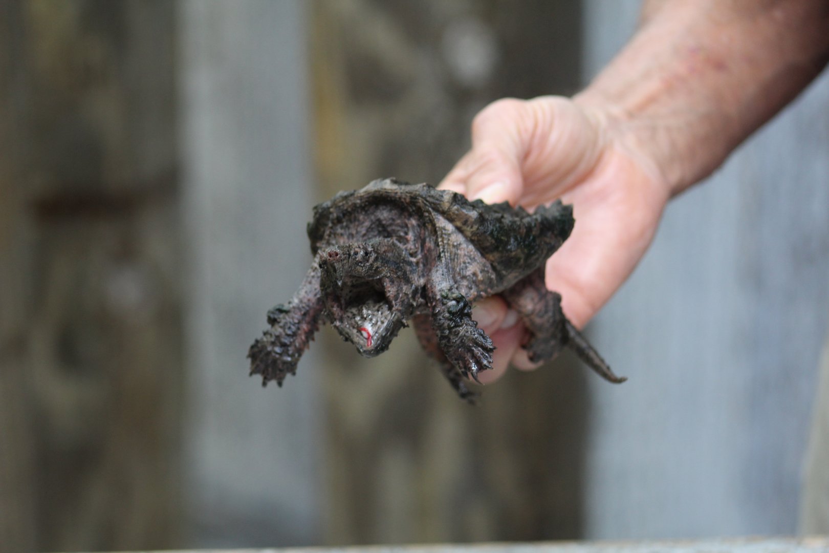 Common Snapping Turtle