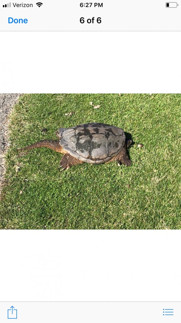 Common Snapping Turtle