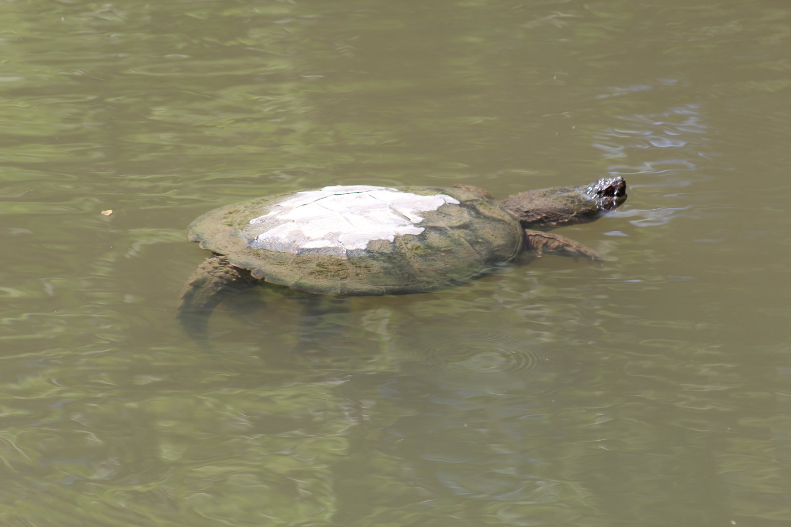 Common Snapping Turtle