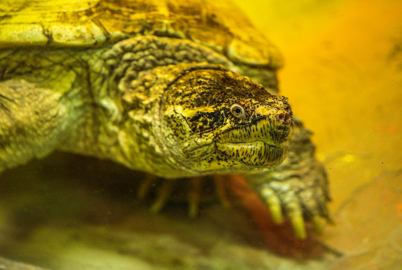 Common Snapping Turtle