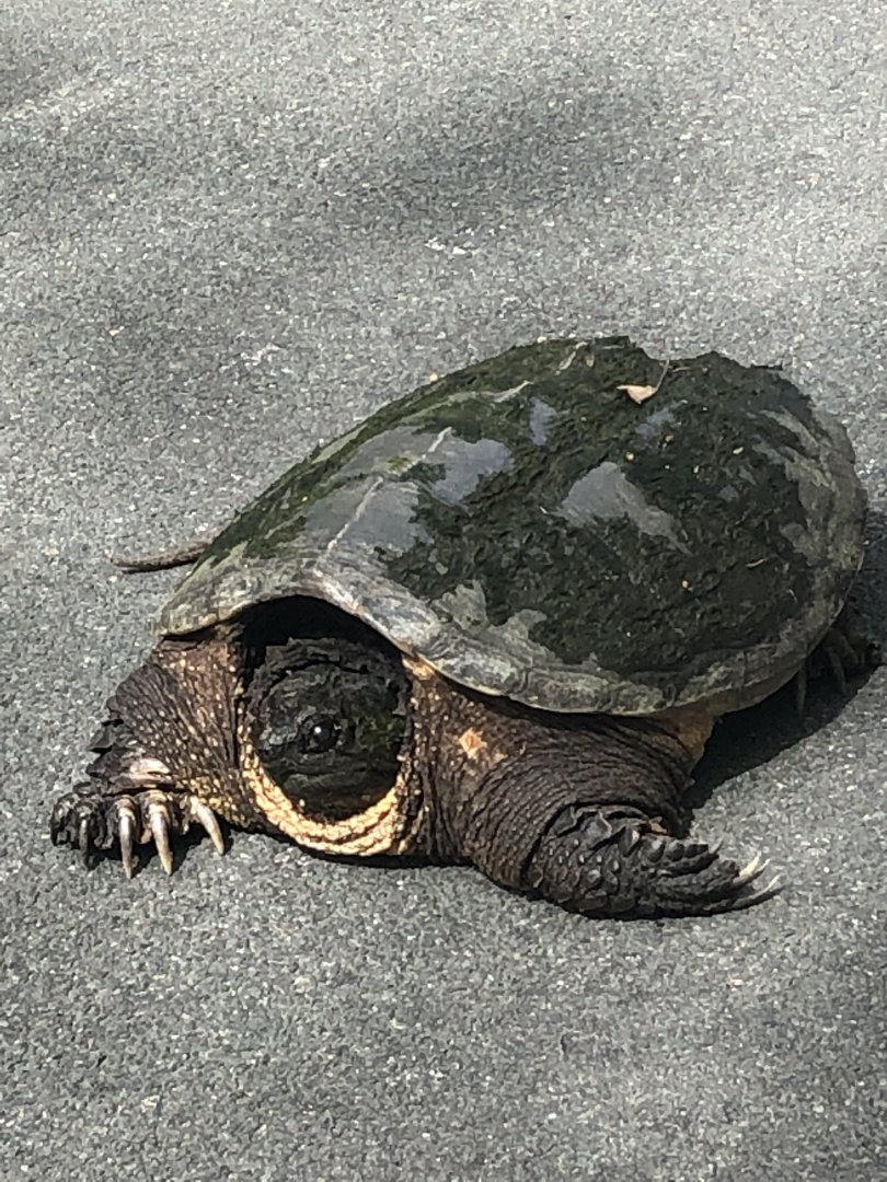 Common snapping turtle