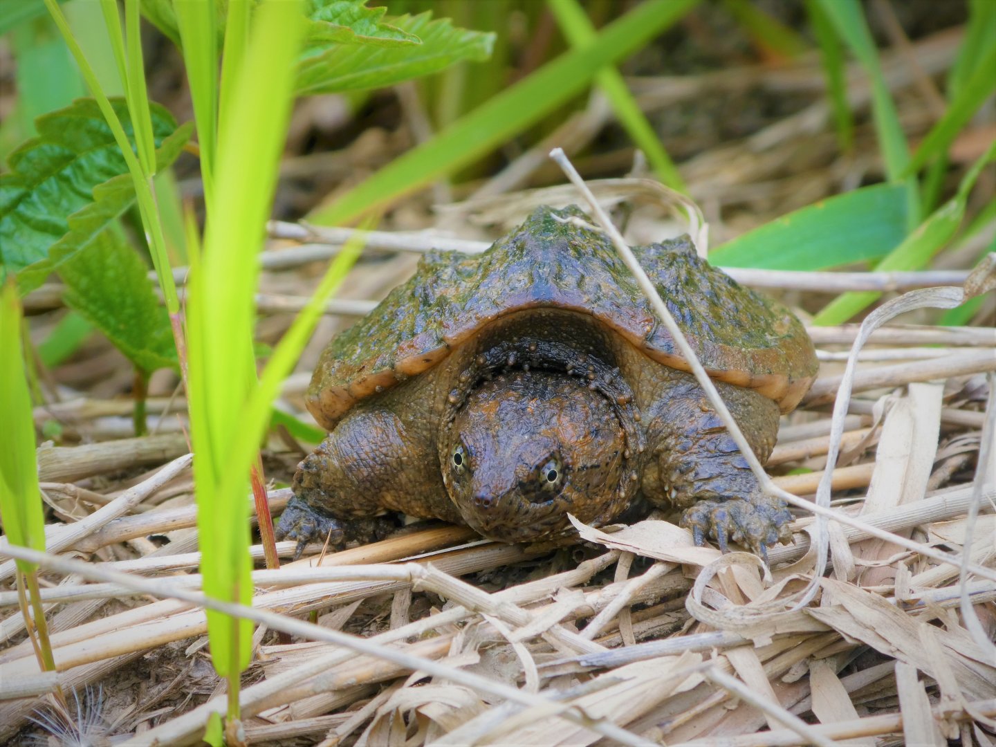 Common Snapping Turtle