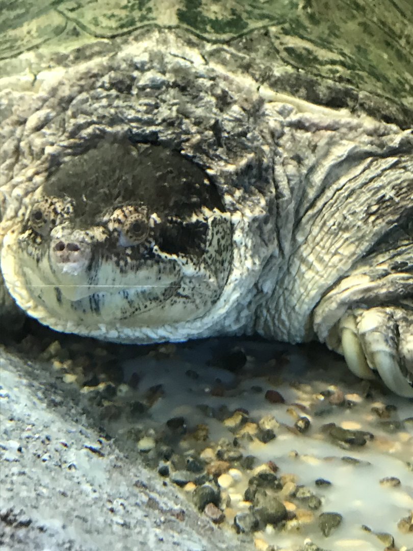 Common snapping turtle