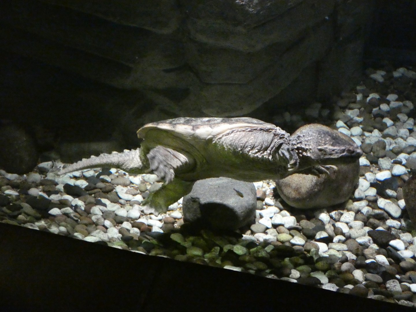 Common snapping turtle