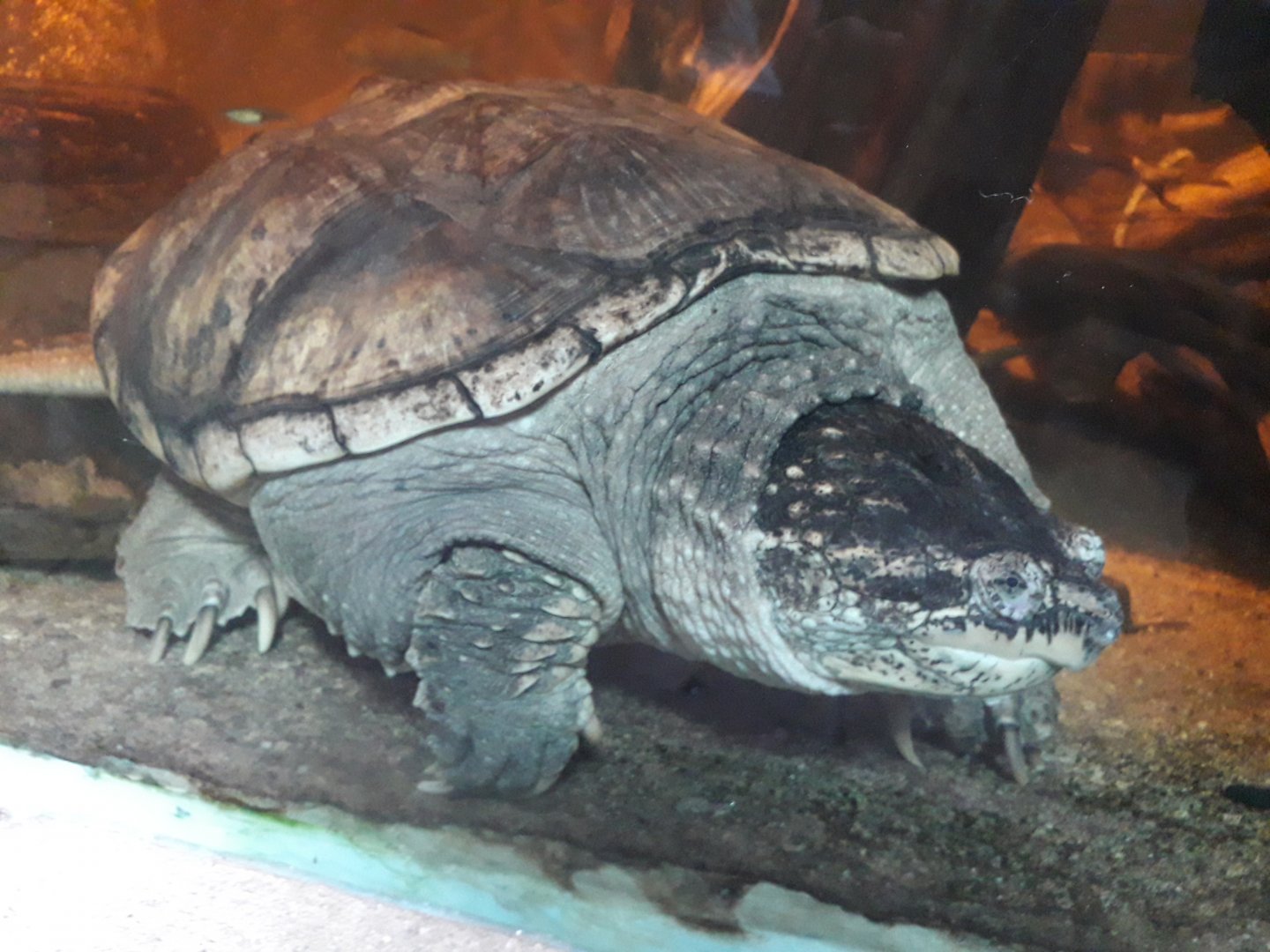 Common snapping turtle