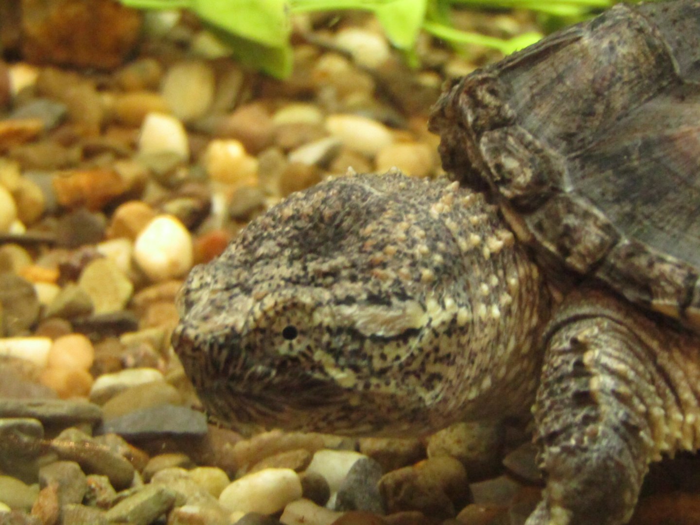 Common Snapping Turtle