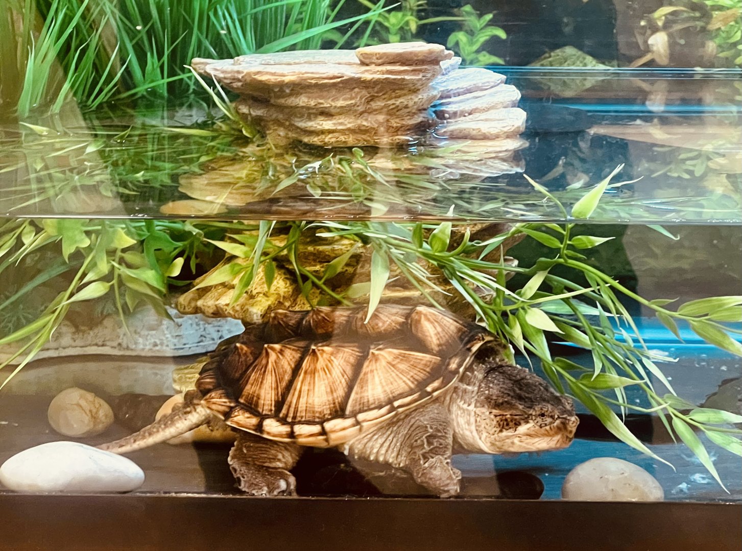 Common Snapping Turtle