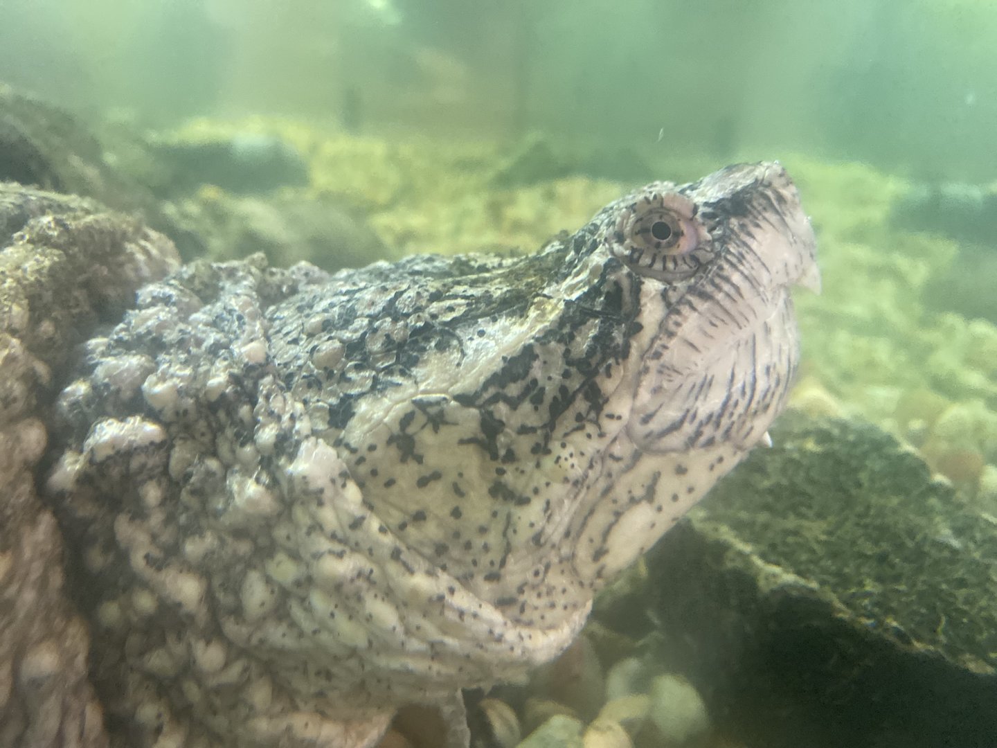 Common Snapping Turtle