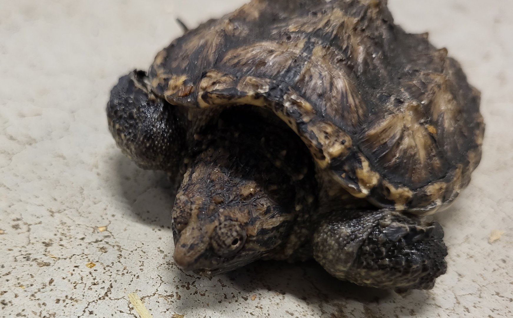 Common snapping turtle