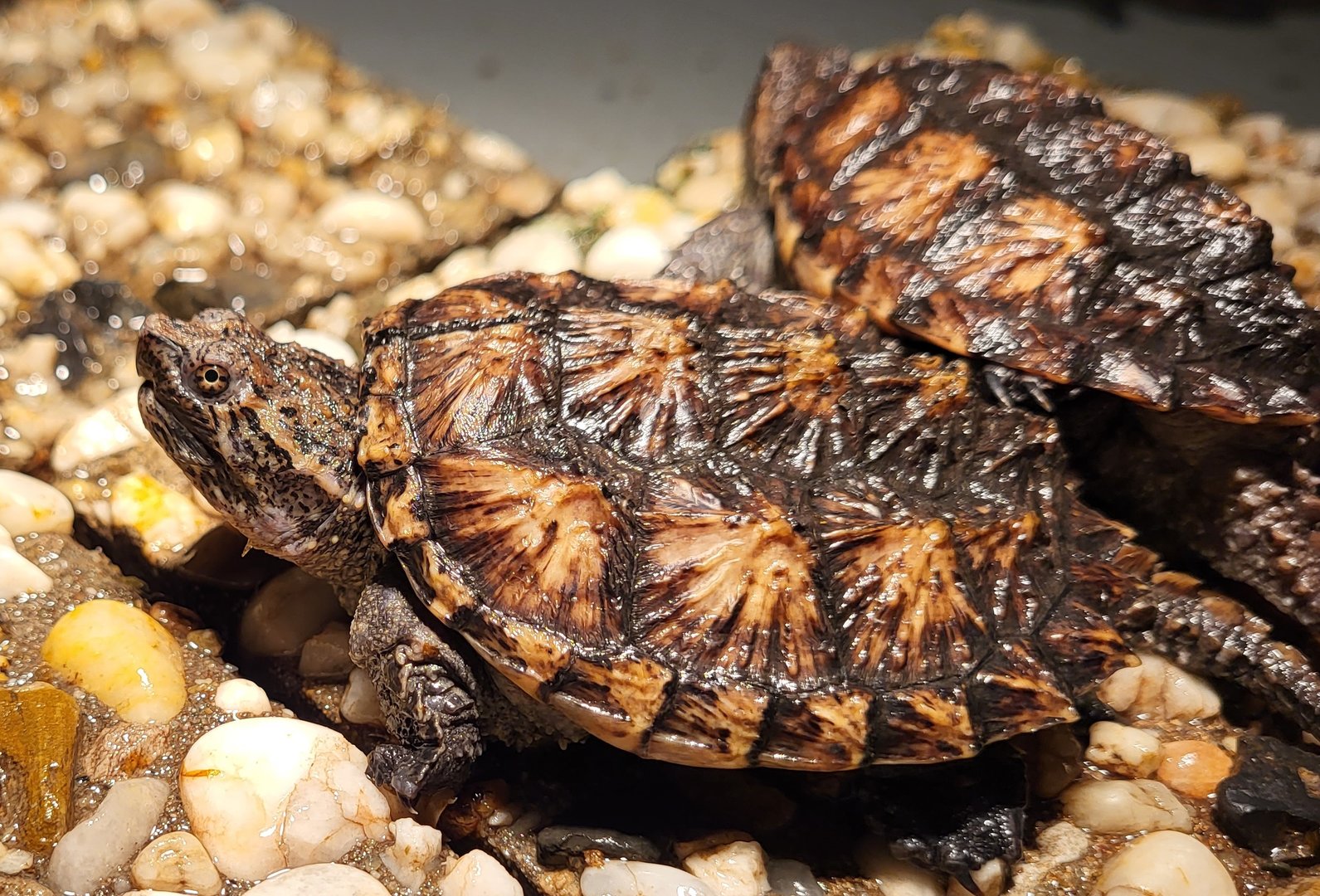 Common snapping turtle