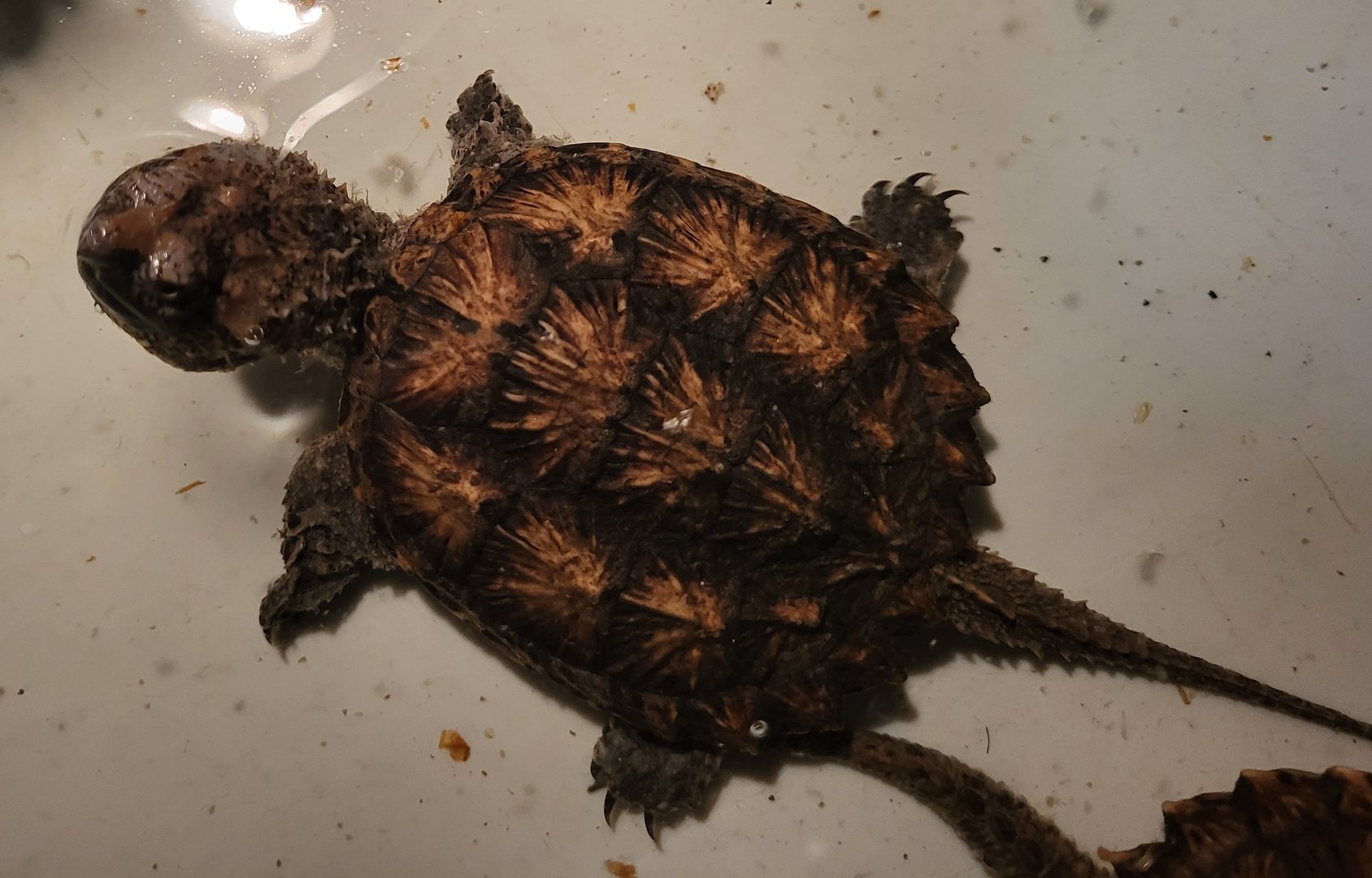 Common snapping turtle