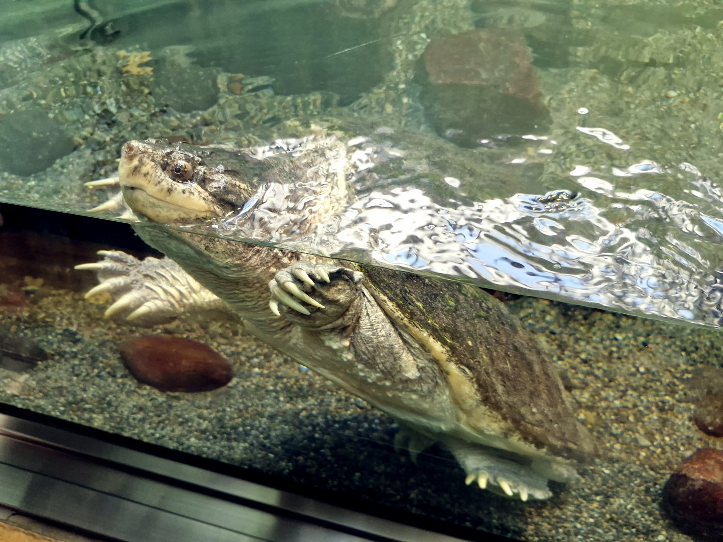 Common snapping turtle