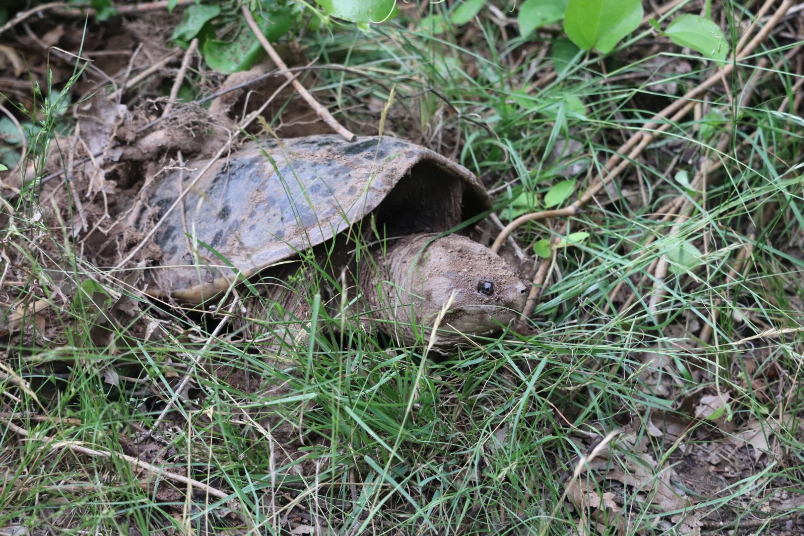 Common Snapping Turtle