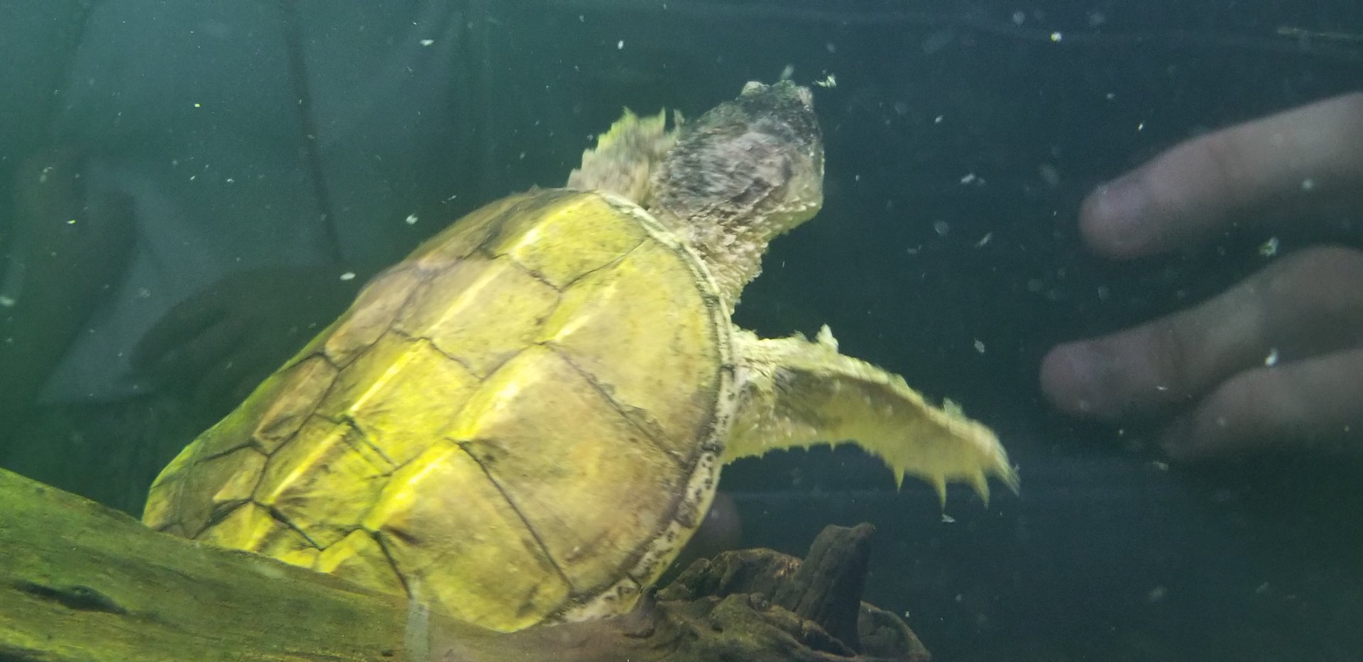 Common Snapping Turtle