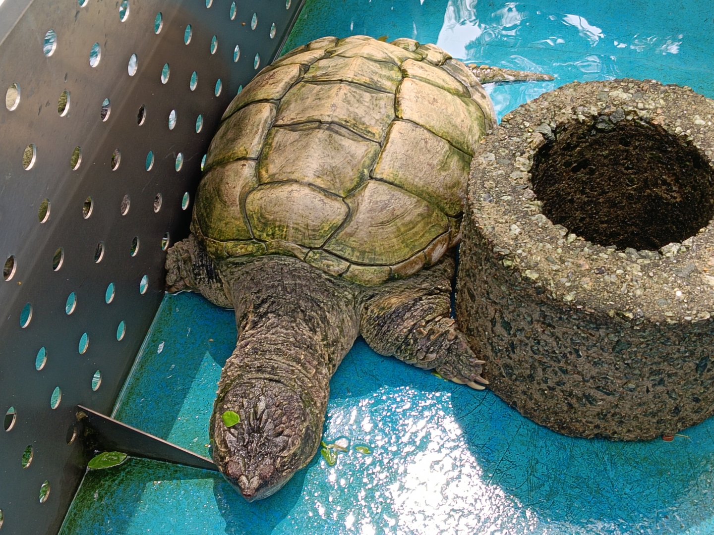 Common Snapping turtle