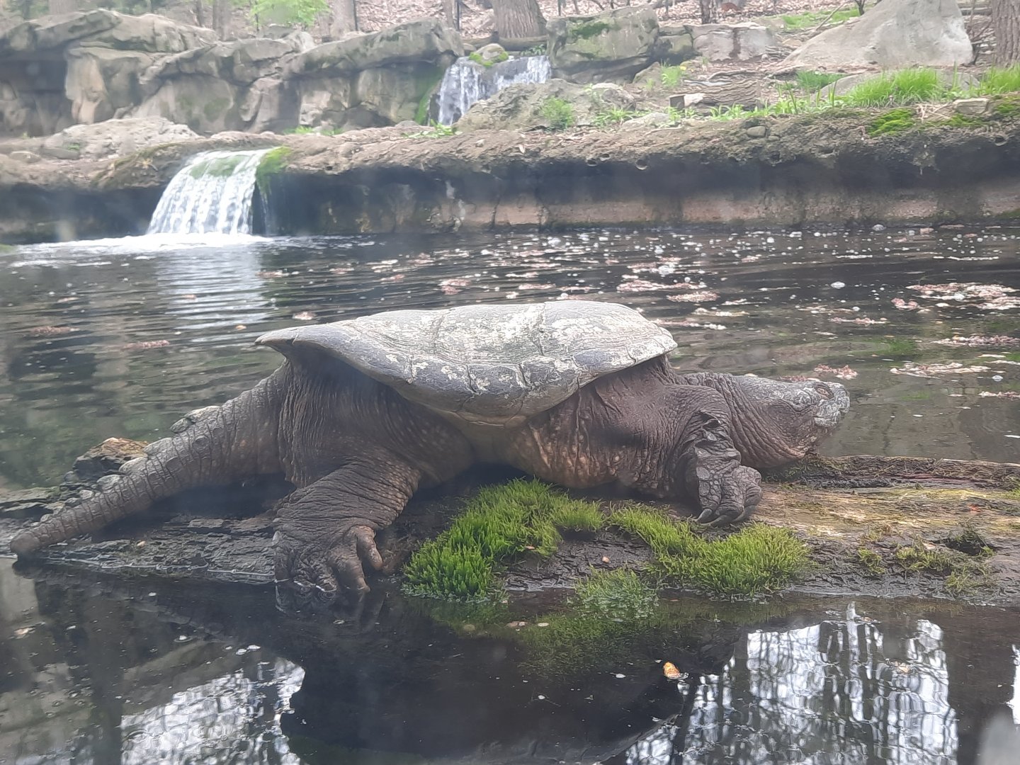 Common Snapping Turtle