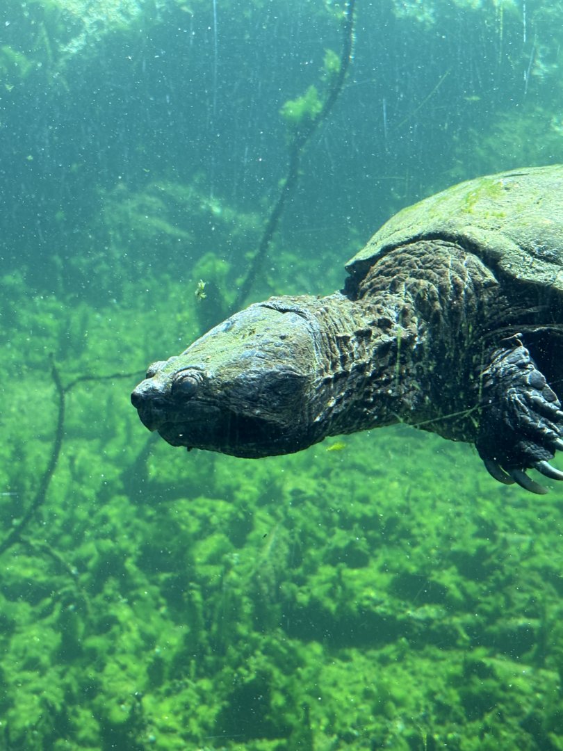 Common Snapping Turtle