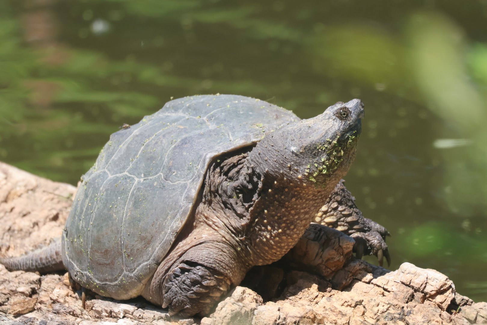 Common Snapping turtle