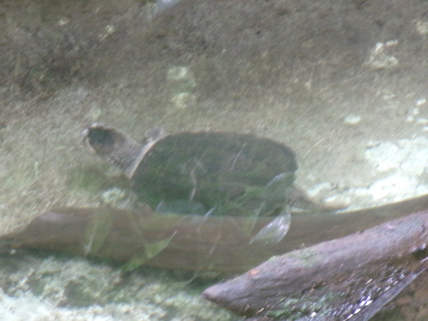 Common snapping turtle