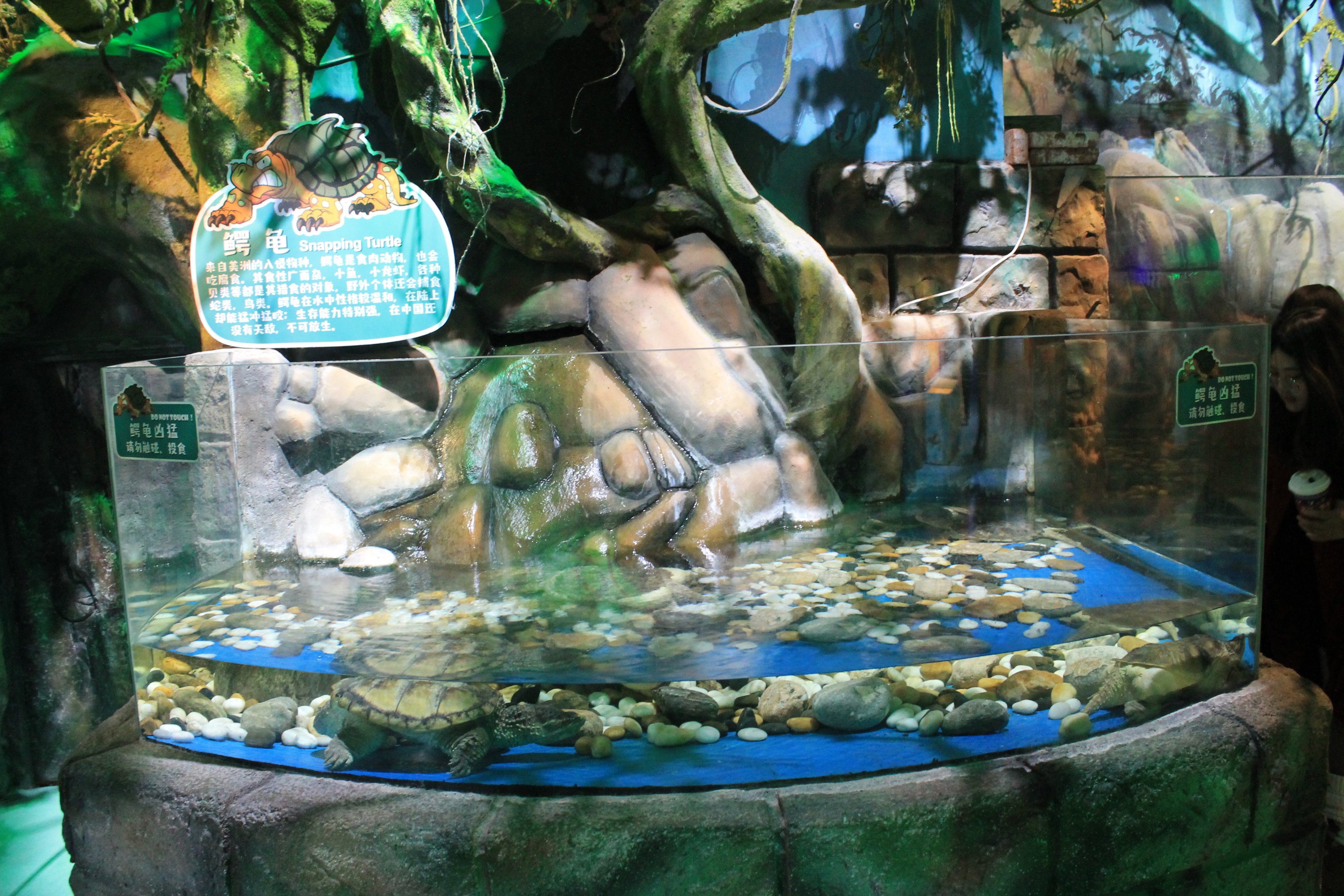 Common Snapping Turtles at Fantasy Aquarium, Xi'an