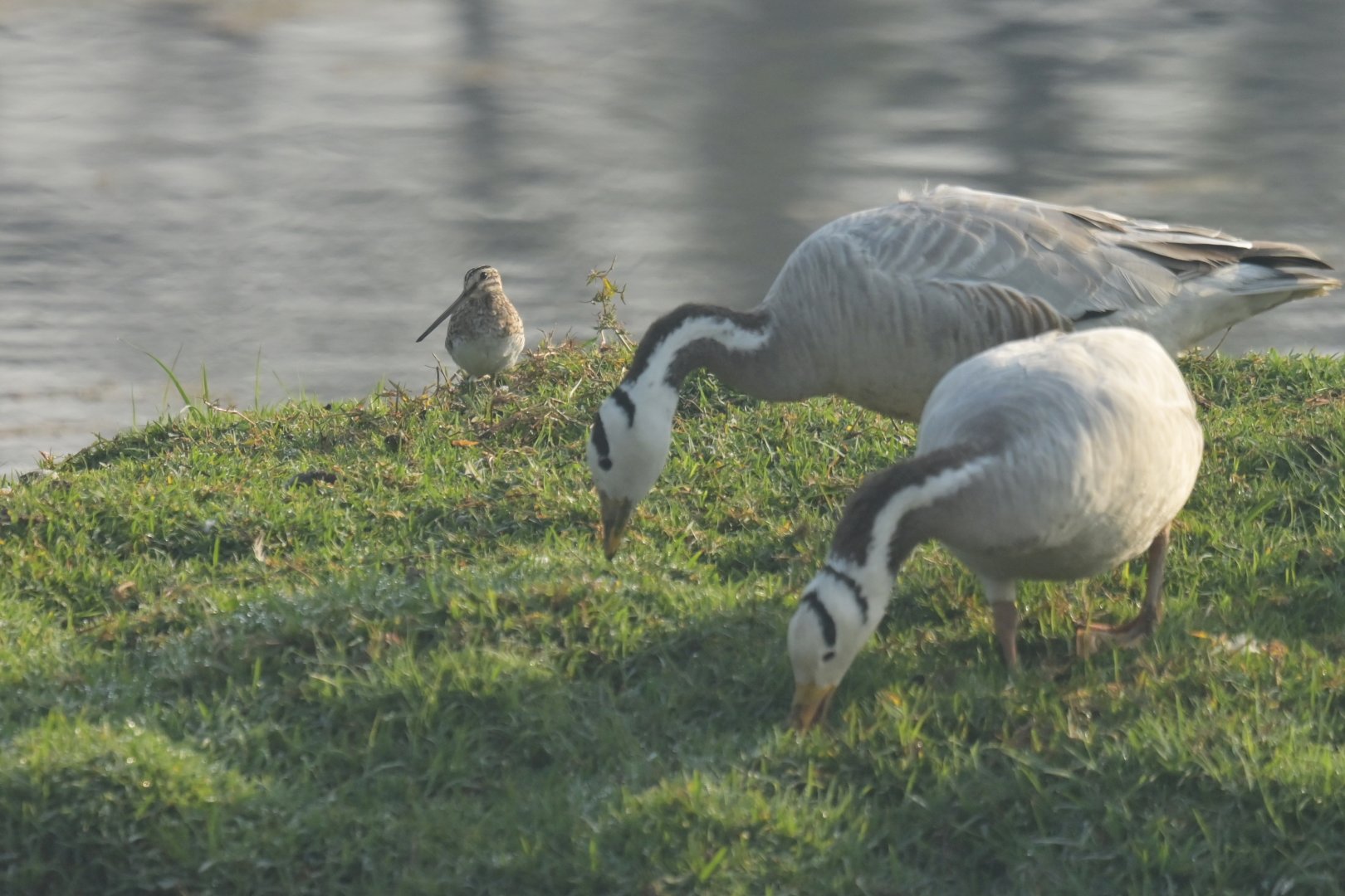 Common Snipe Gallinago gallinago