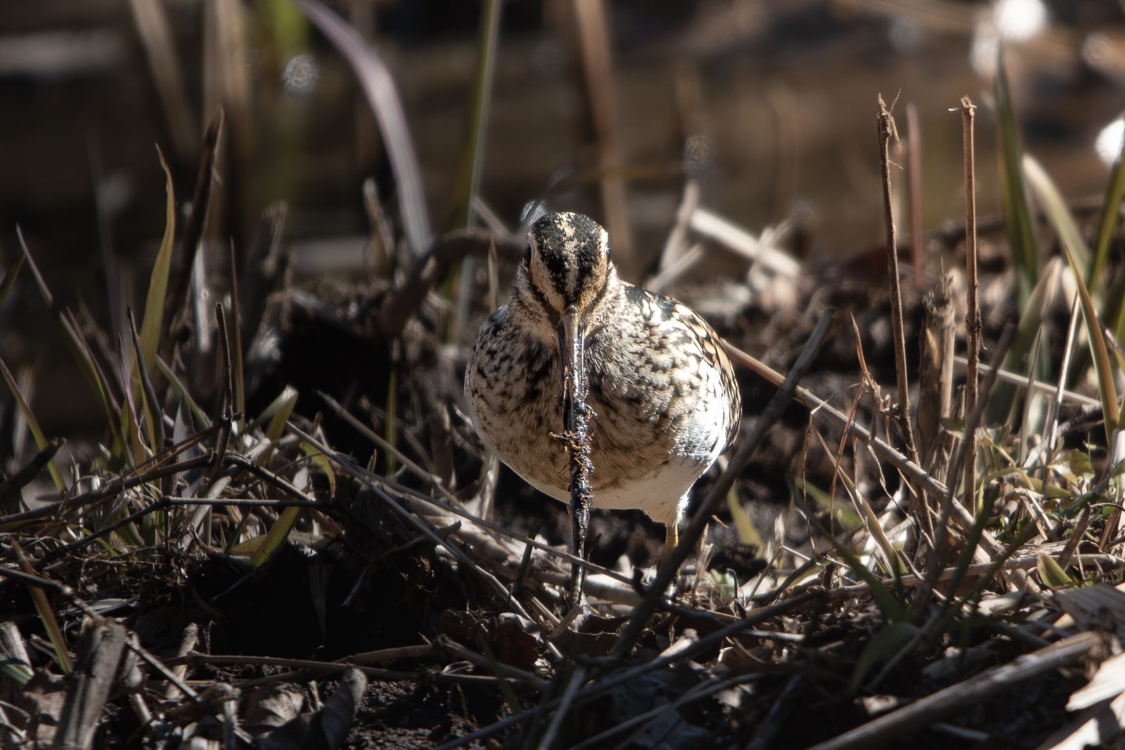 Common Snipe ~ Maioka Park