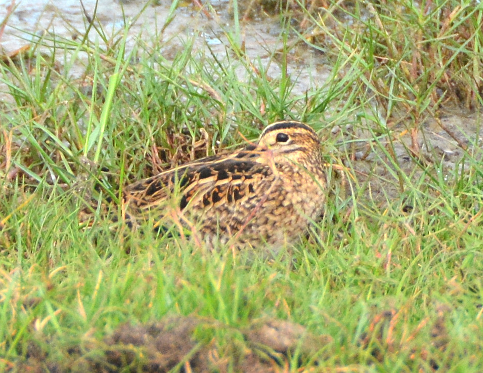 Common snipe ?