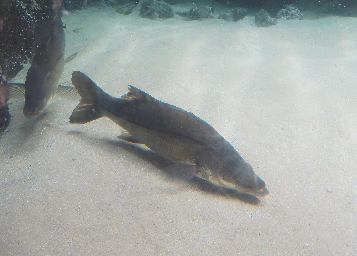 Common snook (Centropomus undecimalis), 2024-06-30