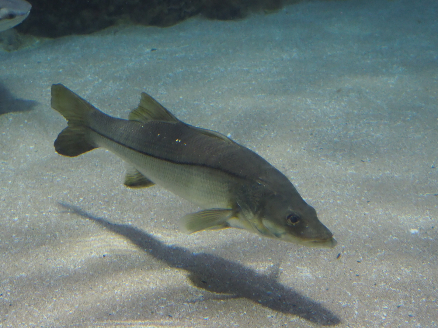 Common snook (Centropomus undecimalis), Nov 10th, 2018