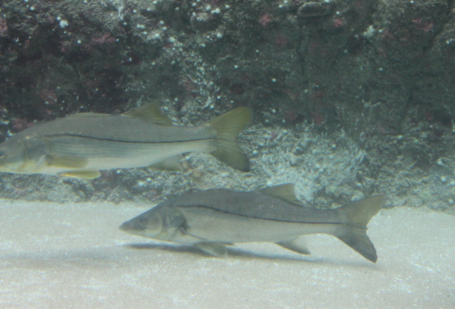 Common snook - Centropomus undecimalis