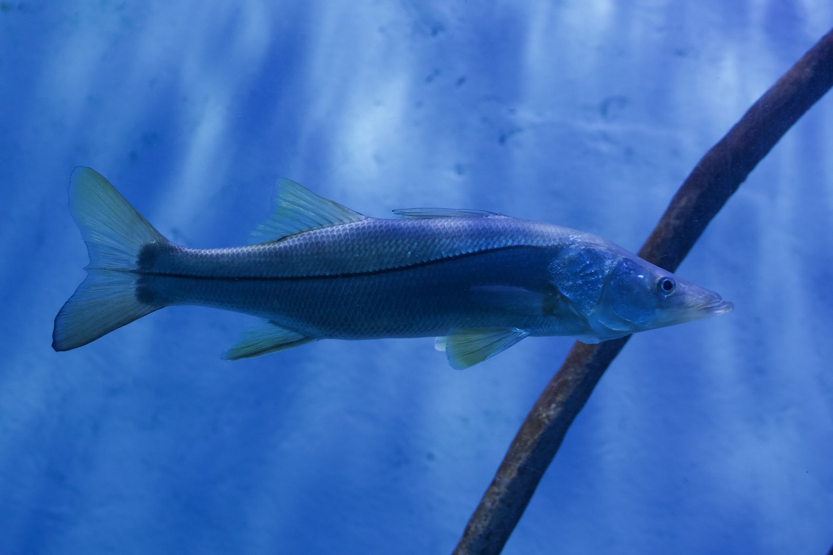 Common Snook/ Centropomus undecimalis