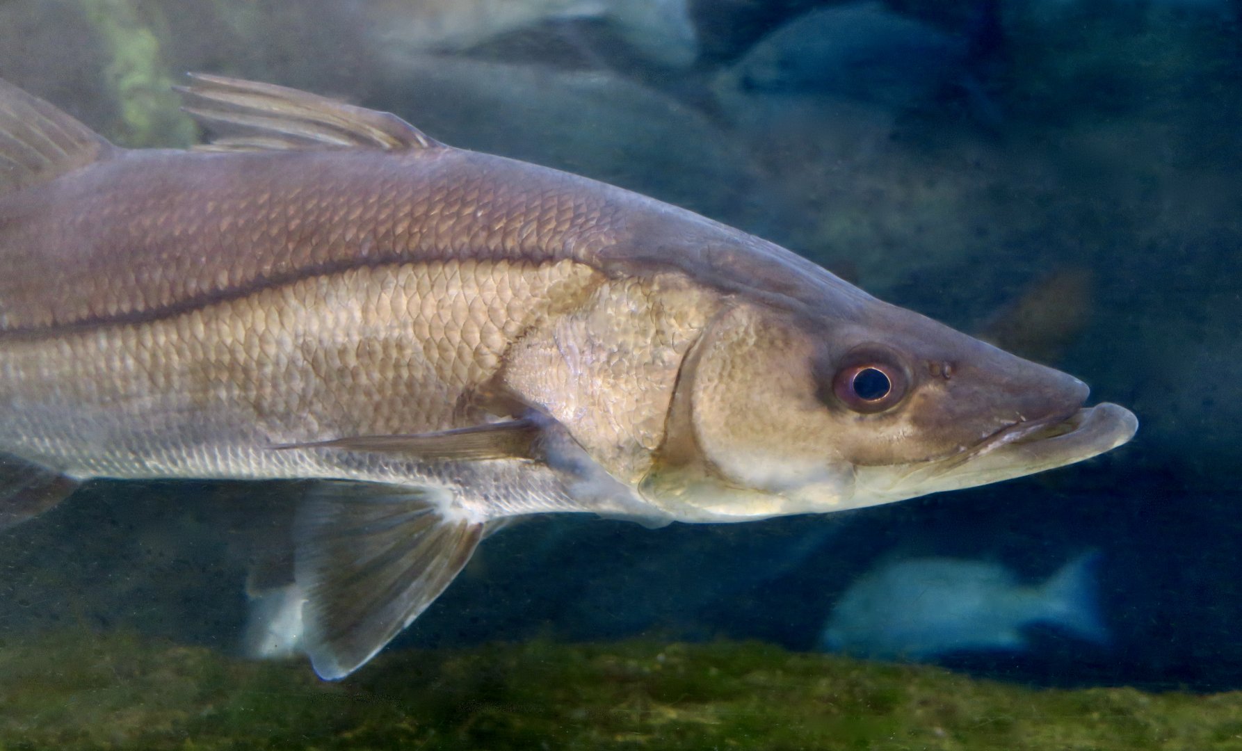 Common Snook (Centropomus undecimalis)