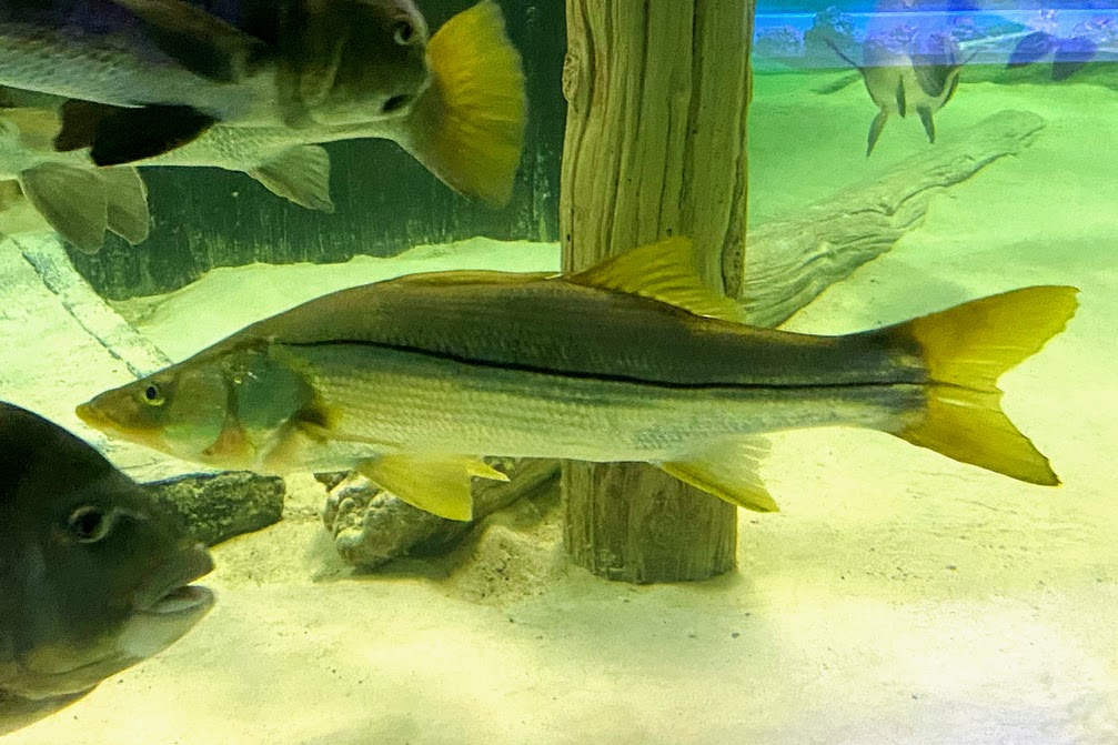 Common Snook