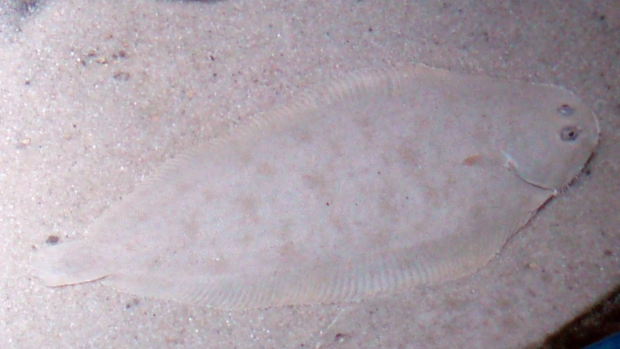 Common Sole (Solea solea)