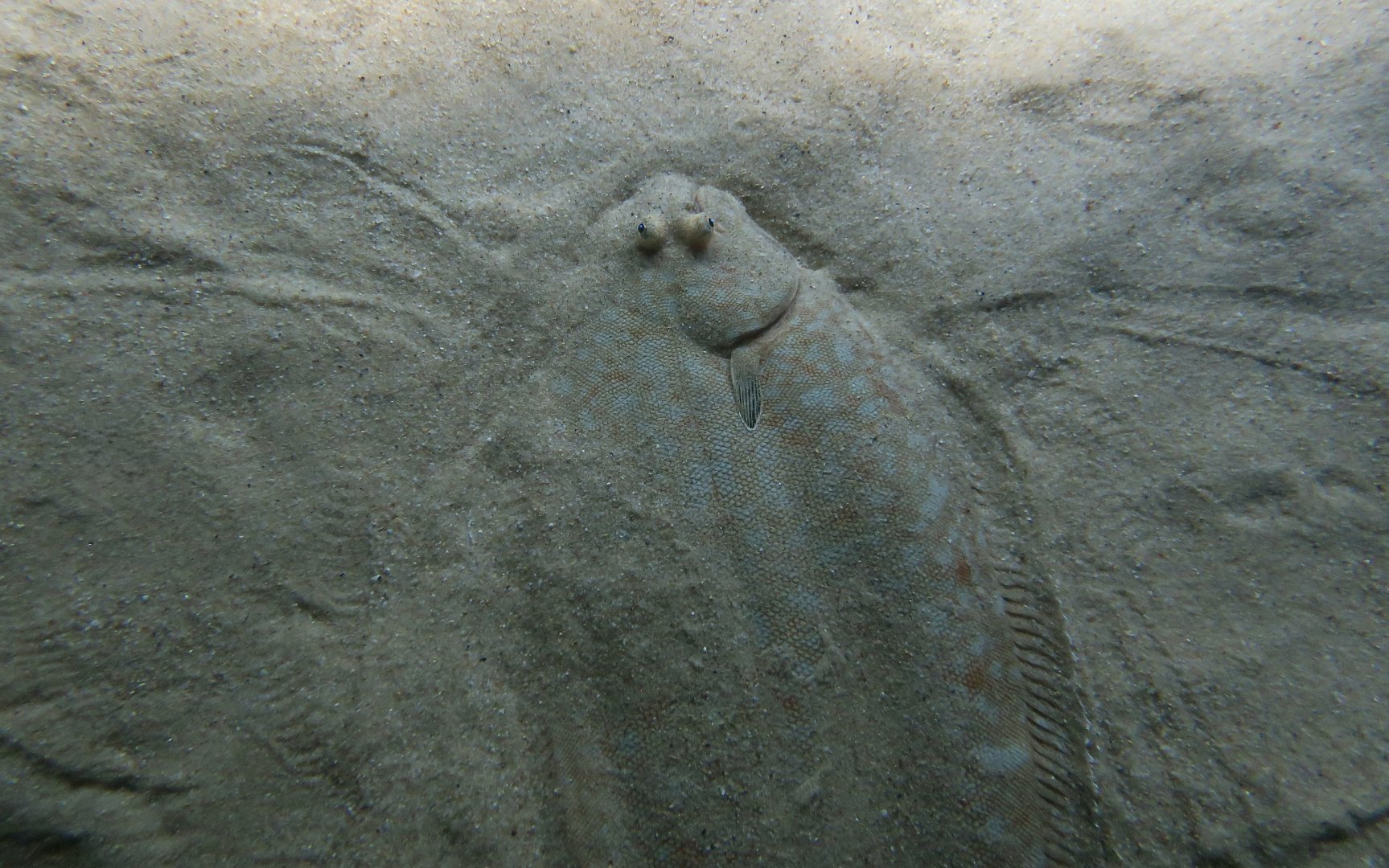 Common Sole (Solea solea)