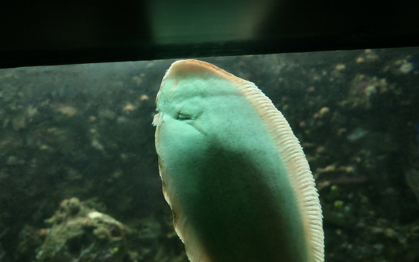 Common Sole (Solea solea)