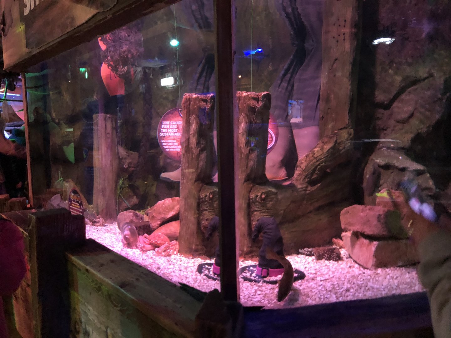 Common Spider Crab (?) Tank at SEA LIFE Blackpool (2019)