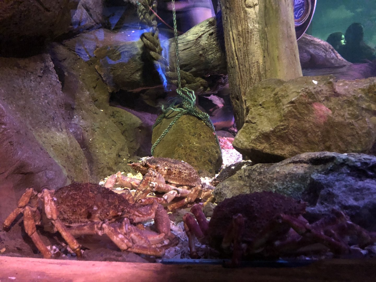 Common Spider Crab (?) Tank at SEA LIFE Blackpool (2019)