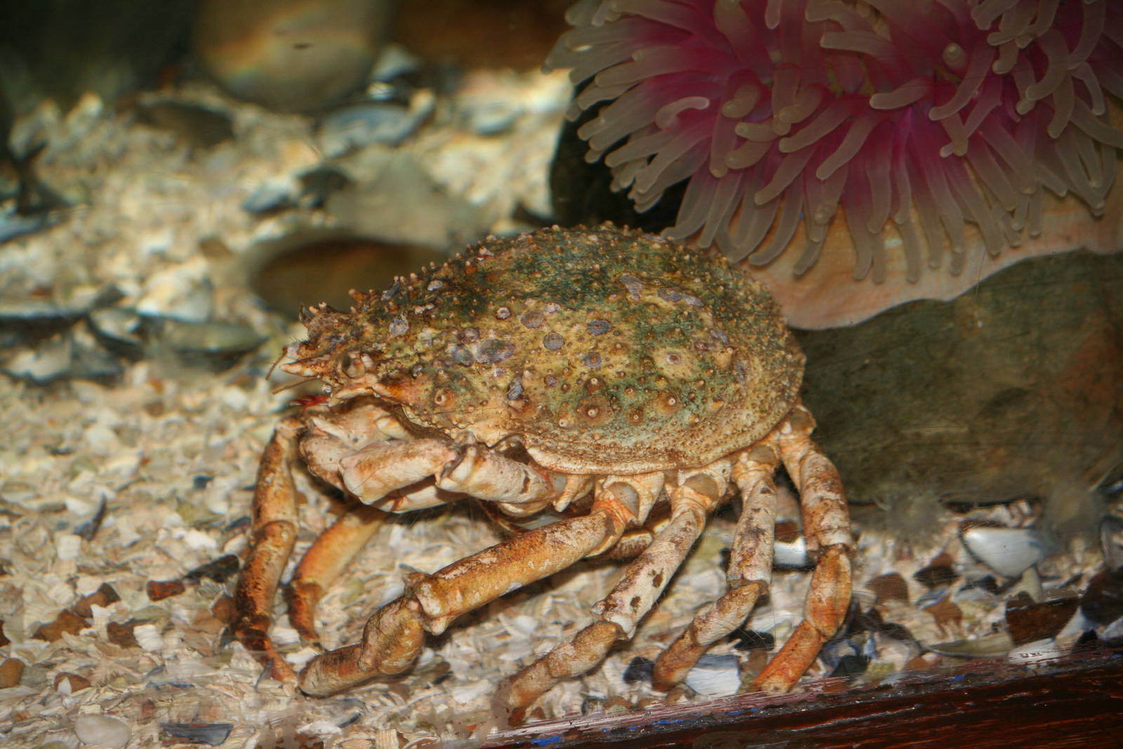 Common spider crab